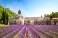 L'abbaye de Sénanque et son champ de lavande en fleurs 