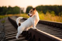 Jack Russell seul sur les rails d'une voie ferrée au coucher du soleil