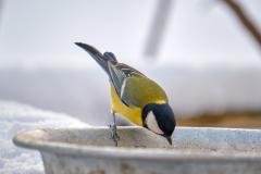 Les bonnes pratiques pour donner de l'eau aux mésanges en hiver
