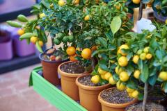 Top 5 des fruitiers nains à planter sur un balcon