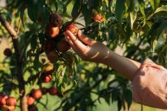 Pourquoi (et comment) utiliser des bouchons de liège dans votre potager ?
