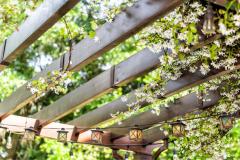 Les 7 meilleures plantes grimpantes pour une pergola végétale.