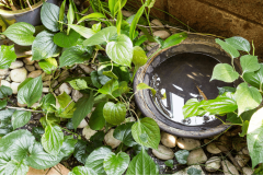 Certains points d'eau stagnantes, aussi petits soient-ils, permettent aux moustiques de proliférer. ©ThamKC - Getty images