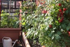 Le potager vertical pour produire des légumes sur son balcon