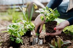 Le printemps arrive : les espèces à planter d'urgence en mars avril