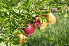 Les espèces de fruitiers à planter dans le Nord de la France