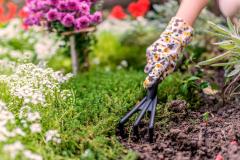 Faut-il remplacer son gazon par des plantes couvre-sol ?