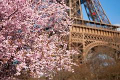 Cerisiers en fleurs : nos 7 spots préférés à Paris et en Île-de-France.