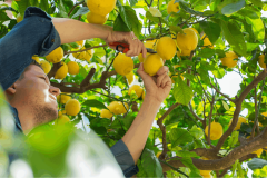 Avec quelques astuces simples, vous pouvez obtenir un beau citronnier en pleine forme et productif. © Aamulya - Getty images