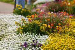 7 plantes qui aiment le soleil et n'ont pas besoin d'eau