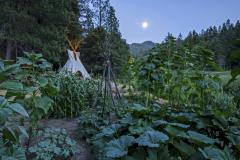 Faut-il suivre ou pas les calendriers lunaires pour jardiner