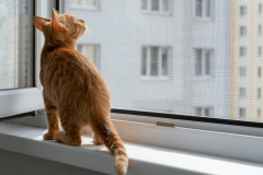 Vous pouvez installer une moustiquaire sans l'autorisation de votre propriétaire dès lors qu'il s'agit d'une installation légère et réversible. © Olga Gubskaya - Getty images