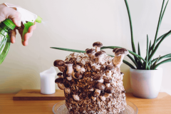 Issu des champignons, le mycélium permet de fabriquer des briques au pouvoir isolant, idéal pour les logements. © Helin Loik-Tomson - Getty images