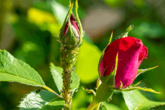 Plusieurs astuces peuvent vous permettre de lutter contre les pucerons, mais l'idéal reste de s'y prendre le plus tôt possible. © Igor Klyakhin - Getty images