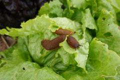 Nos astuces naturelles pour écarter les limaces