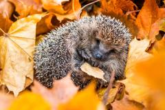 Hérisson en détresse : 5 gestes simples pour l'aider sans lui faire de mal.