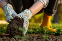 Ces plantes remplacent le gazon… et demandent (presque) zéro entretien.