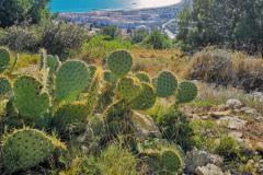 Ville du département de l'Hérault, avec du vert au premier plan et la mer en arrière plan. 