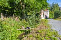 Un chat se prélasse sur une planche surplombant un fossé en bord de route