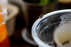 La menthe installée au bon endroit dans la cuisine permet de repousser les moucherons qui n'apprécient pas son odeur. © PCbang - Getty images