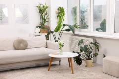 Feng Shui : les espèces de plantes à privilégier, pièce par pièce