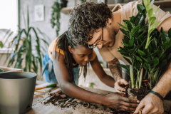 Surveillez les signes qui montrent que vos plantes d'intérieur ont besoin d'être rempotées ce printemps. © Pekic - Getty images