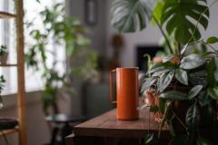 Canicule : 7 plantes pour rafraîchir votre intérieur sans climatisation.