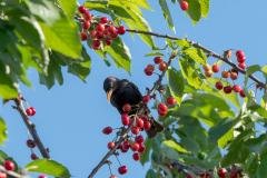Ces 6 astuces protègent votre cerisier des oiseaux.