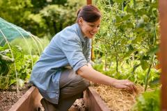 Une femme accroupie devant son potager assure les opérations de paillage