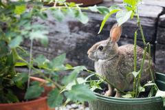Ces 7 astuces naturelles éloignent les lapins de votre jardin.