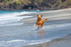 Les destinations dog-friendly en France