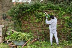 Homme taillant la haie de son jardin.