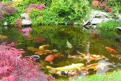Un jardin japonais à Lille