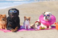 Les plages ouvertes aux chiens cet été