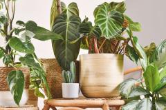 Ces 7 plantes d'intérieur survivent 2 semaines sans arrosage. © Getty Images