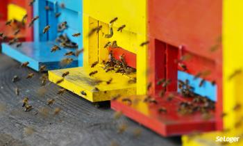 Quelle est la réglementation à respecter pour installer une ruche dans son jardin ? 