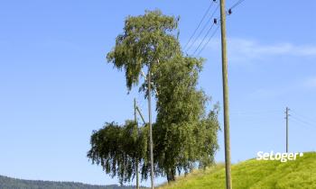 Qui doit élaguer les arbres aux abords des lignes de télécommunication ?