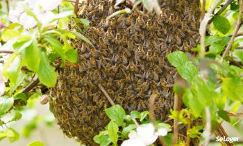 La mairie a-t-elle l'obligation d'enlever un essaim d'abeilles dans votre jardin ?
