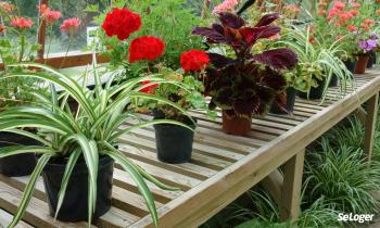 15 plantes dépolluantes qui purifient l’air intérieur de votre maison