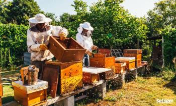 Pouvez-vous avoir des ruches dans votre jardin ?