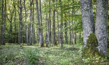 Acheter une forêt : une diversification durable de patrimoine immobilier
