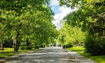 zone pavillonaire arbres