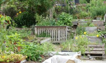 Les jardins ouvriers permettent aux citadins de créer leur propre havre de verdure. © luzulee - Adobe Stock