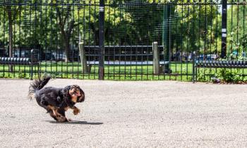 mon voisin promène son chien sans laisse