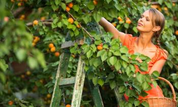 derniere-ligne-droite-arbres-fruitiers-seloger