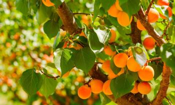 Top 7 des arbres fruitiers faciles à cultiver