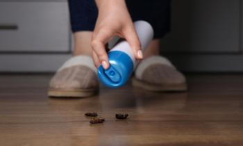 En cas de présence de cafards dans votre logement, il est important de lutter contre l'humidité et les résidus alimentaires. ©Liudmila Chernetska - Getty images