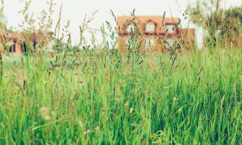 No Mow May : pourquoi arrêter de tondre votre pelouse en mai ?