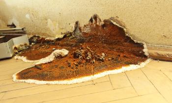 Comment traiter la mérule