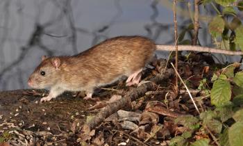 Des plantes pour repousser les rats au jardin